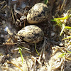 Crowned Plover Eggs