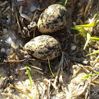 Crowned Plover Eggs