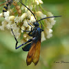 Tarantula Hawk wasp