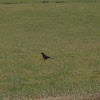 American Crow