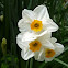 Narcissus geranium