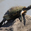 Pond Slider Turtle