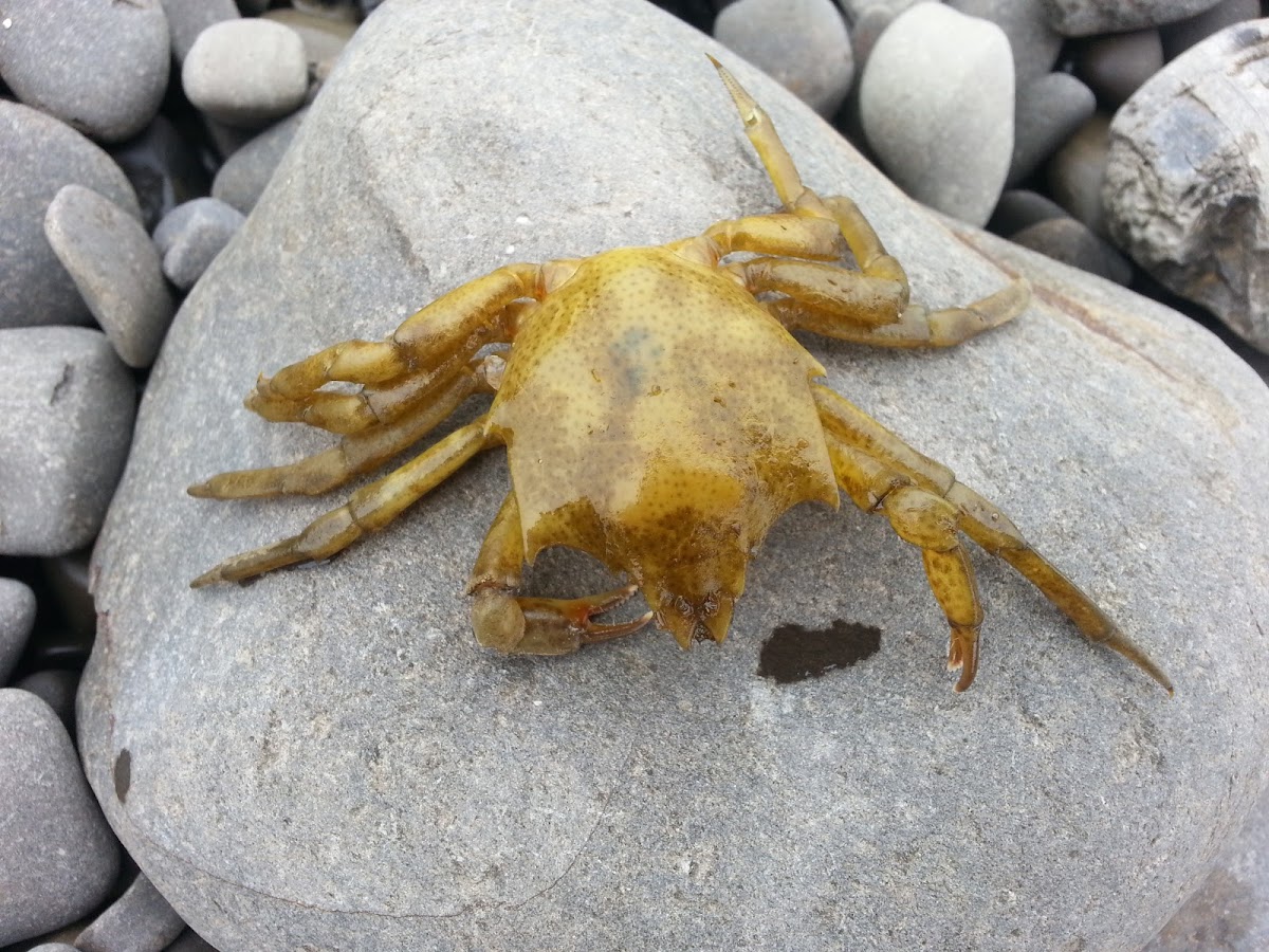 Shield-backed Kelp Crab