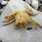 Shield-backed Kelp Crab