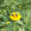Tiny hoverfly (λουλουδόμυγα)