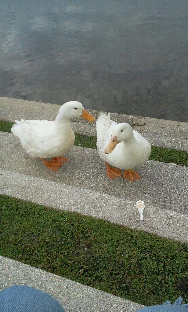 ducks, geese 