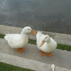 ducks, geese 