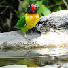 Yellow-Collared Lovebird
