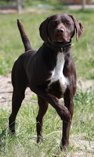 Pointer dog Wallpapers Screenshots 4