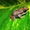 Red-Eyed Coqui