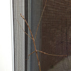 Stick bug