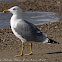 Yellow-legged Gull, Gaviota Patiamarilla