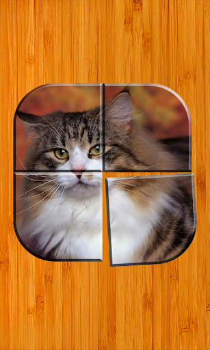 Best Cat Puzzle Games Free