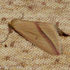The Vestal Moth