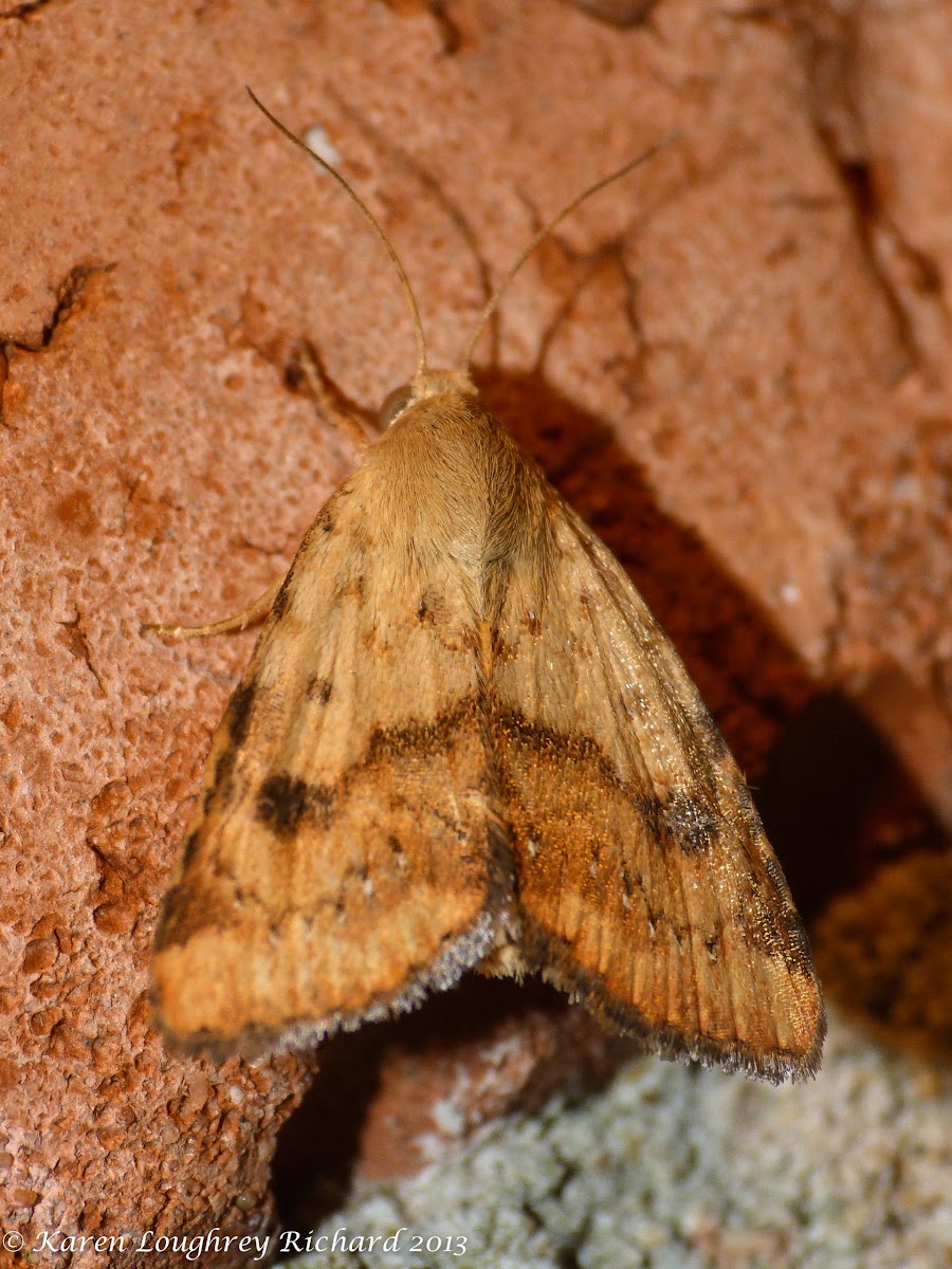 Spotted straw moth