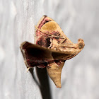 Snout Moth