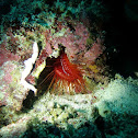 Electric flame scallop