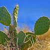 Prickly Pear Cactus