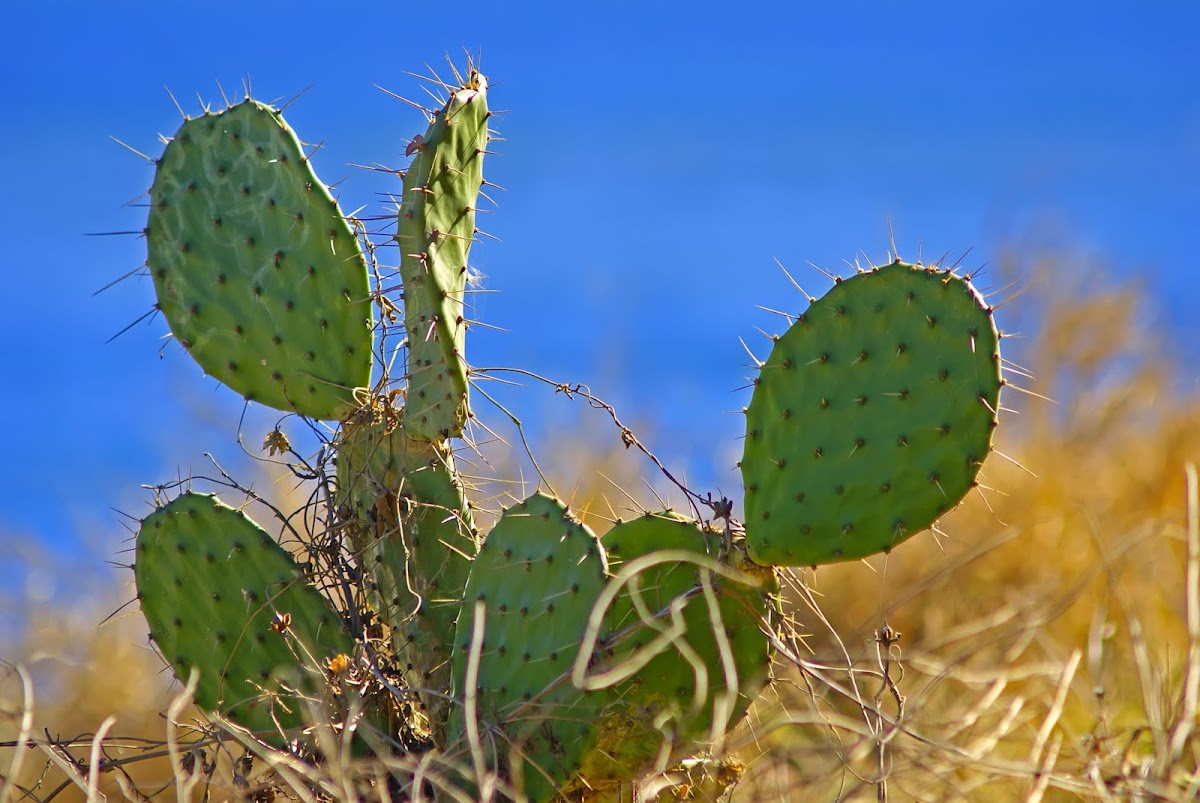 Prickly Pear Cactus