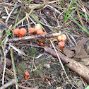 Vermillion Waxcap