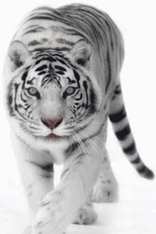White Tiger Live Wallpaper