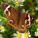 Common Buckeye Butterfly