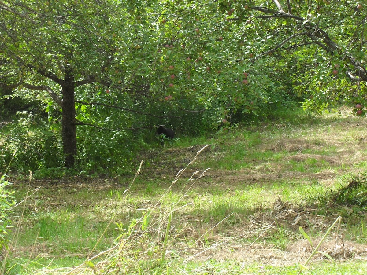 American Black Bear Cub