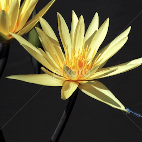 Yelow Water Lilies and Blue Damselly by Sandra Blair - Flowers Flower Gardens