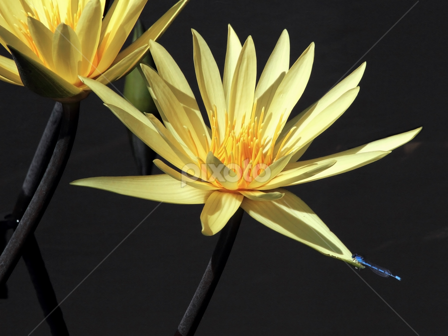 Yelow Water Lilies and Blue Damselly by Sandra Blair - Flowers Flower Gardens