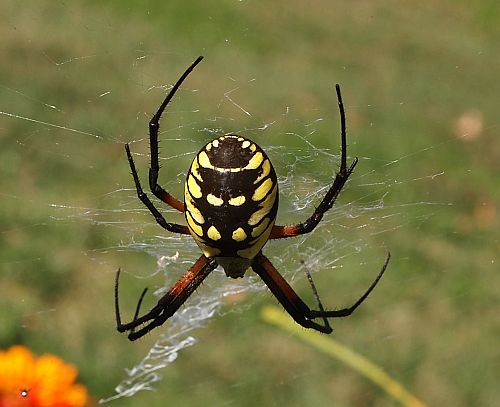 Spider essay in english picture