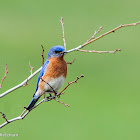 Bluebird