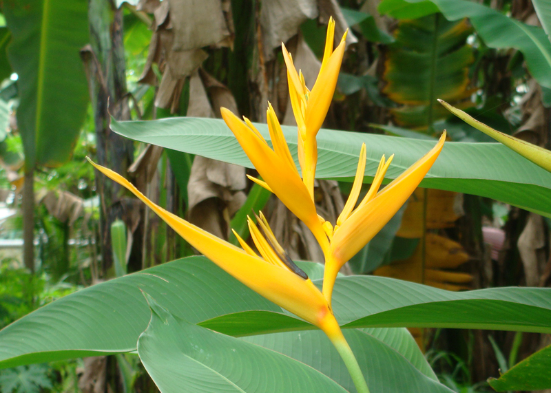 Heliconia 'Golden Torch'