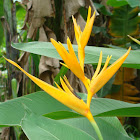 Heliconia 'Golden Torch'