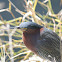 Green Heron