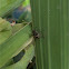Woundwort Shieldbug 3rd instar