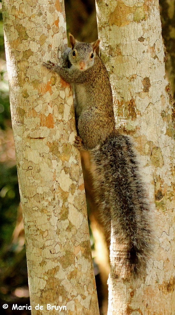 Yucatan squirrel