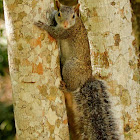 Yucatan squirrel