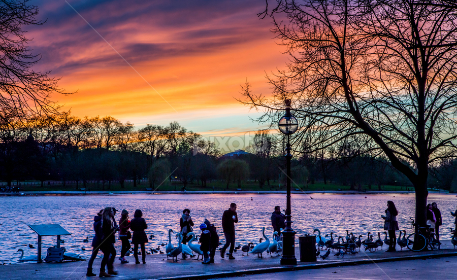 Sunset at the Hyde Park London | Sunsets & Sunrises | Landscapes | Pixoto