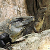 Black spiny-tailed iguana, female and male