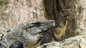 Black Spiny Tailed Iguana Size - Ctenosaura Wikipedia : Males of the species can reach up to 18 inches long, and the tail alone can be as long as its body.