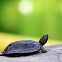 Dark-throated leaf turtle