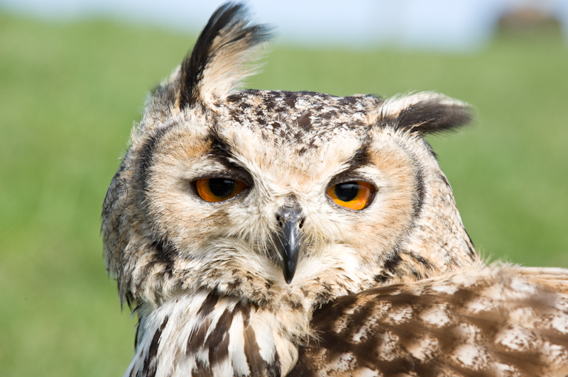 Bengal Eagle Owl