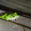 翡翠樹蛙 / Emerald tree frog