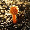 Scaly Tangerine Mushroom