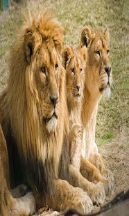 Lastest Lion Wallpapers HD APK for Android