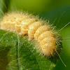 Dagger moth caterpillar