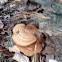 Turkey Tail Bracket Fungi