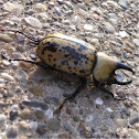 Eastern Hercules Beetle male