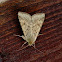 Scarce Bordered Straw