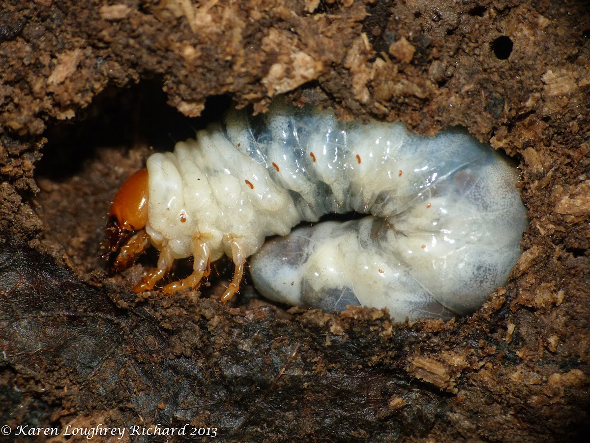 Stag beetle larva